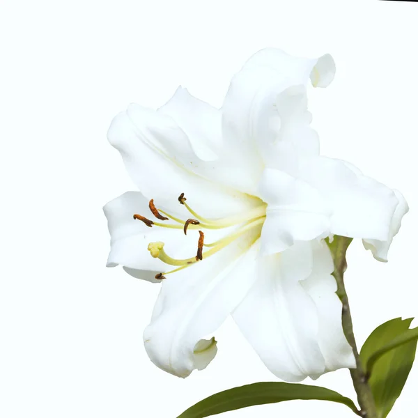 白い背景に孤立した明るいユリの花を開きます。 — ストック写真
