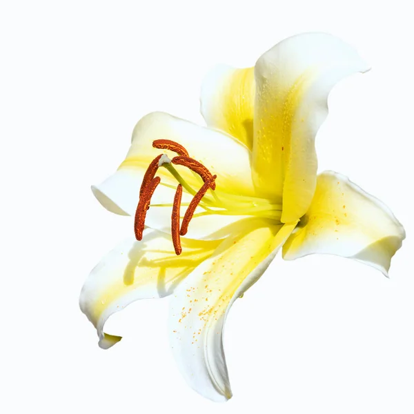 Åpen, lys liljeblomst, isolert på hvit bakgrunn – stockfoto