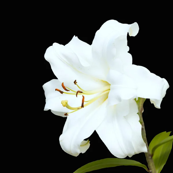 Flor Lirio Brillante Abierta Aislada Sobre Fondo Negro — Foto de Stock