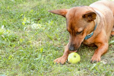 Zwergpinyer bir leyleğin üzerinde yatıyor ve yeşil bir elma yiyor.