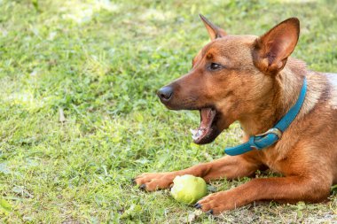 Zwergpinyer bir leyleğin üzerinde yatıyor ve yeşil bir elma yiyor.