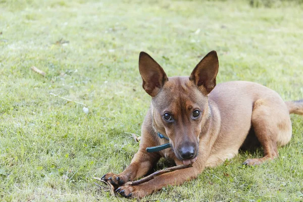 Perro pinscher miniatura con un palo en un campo — Foto de Stock