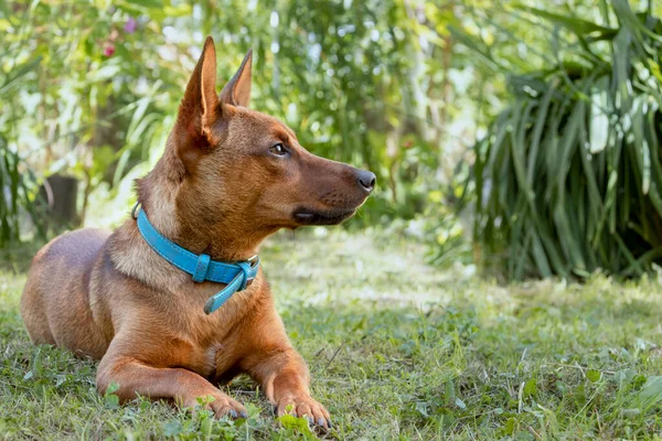 Zwergpinscher cachorro se encuentra en la hierba — Foto de Stock