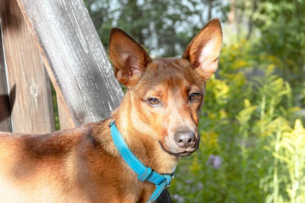 Retrato de un cachorro Zwergpinscher sobre el fondo de árboles verdes en verano — Foto de Stock