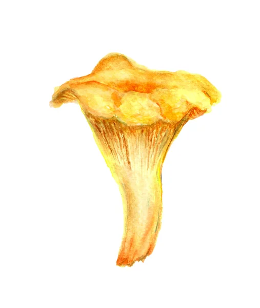 Cogumelo chanterelle amarelo — Fotografia de Stock