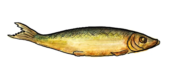 烟熏的波罗的海鲱鱼 — 图库照片
