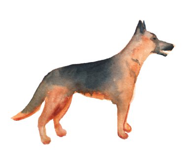 Suluboya Alman çoban köpeği