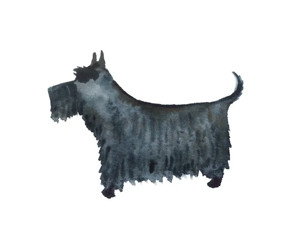Akwarela szkocki terrier — Zdjęcie stockowe