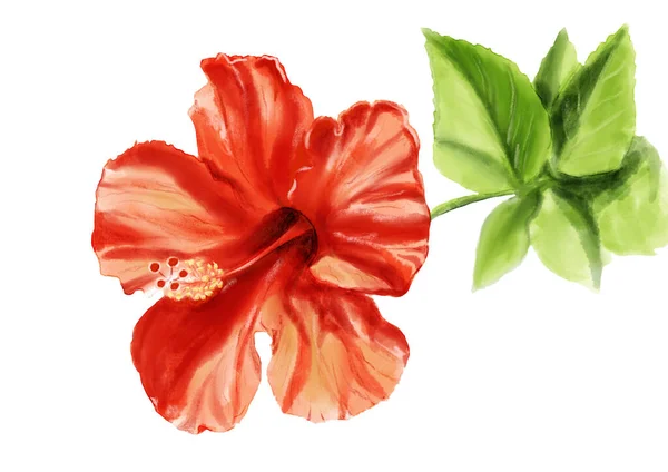 Ilustração realista com flor de hibisco vermelho — Fotografia de Stock