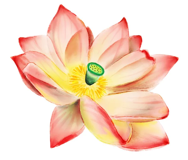 Rosafarbene Blume aus Lotus — Stockfoto