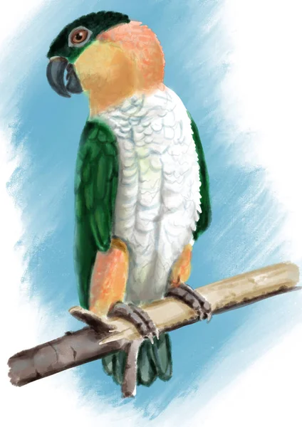 Exotický pták Černovlasý papoušek. — Stock fotografie