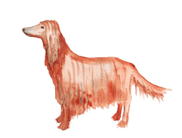 Watercolor image of afghan hound — Stock Photo, Image