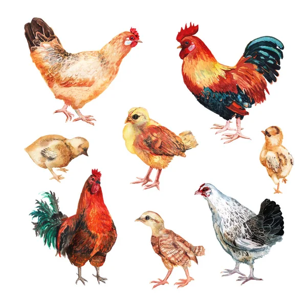 Set aquarelafbeeldingen van kippen, hanen en kippen. — Stockfoto