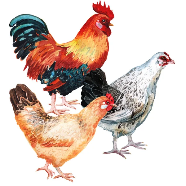 Watercolor image of cock and two hens — Stock Photo, Image