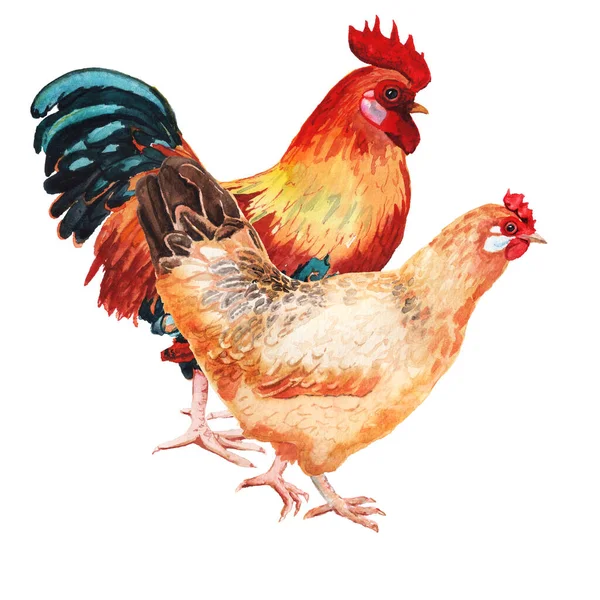 Watercolor image of cock and hen. — Stock Photo, Image