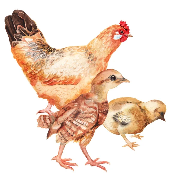 Watercolor image of hen and two chickens. — Stock Photo, Image