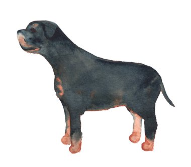 Rottweiler 'ın suluboya resmi