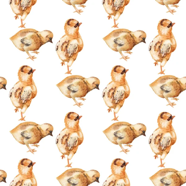 Sömlöst mönster med akvarell bild av kyckling. — Stockfoto