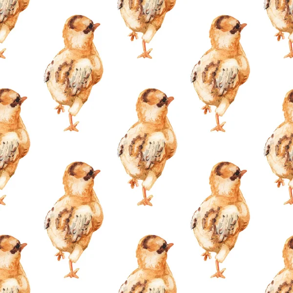 Płynny wzór z akwarelowym wizerunkiem kurczaka. — Zdjęcie stockowe