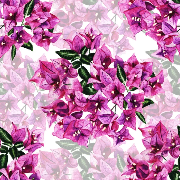 Nahtloses Muster mit Blüten der Bougainvillea — Stockfoto