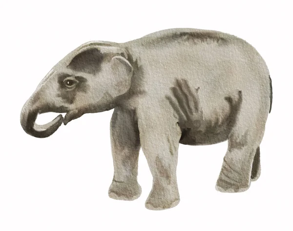 Akvarell bild av baby av asiatisk elefant. — Stockfoto