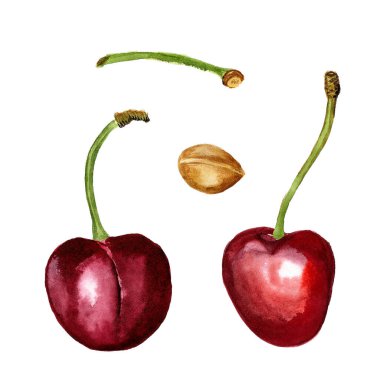 Kırmızı kirazlı suluboya böğürtlenler beyaz arkaplanda izole.