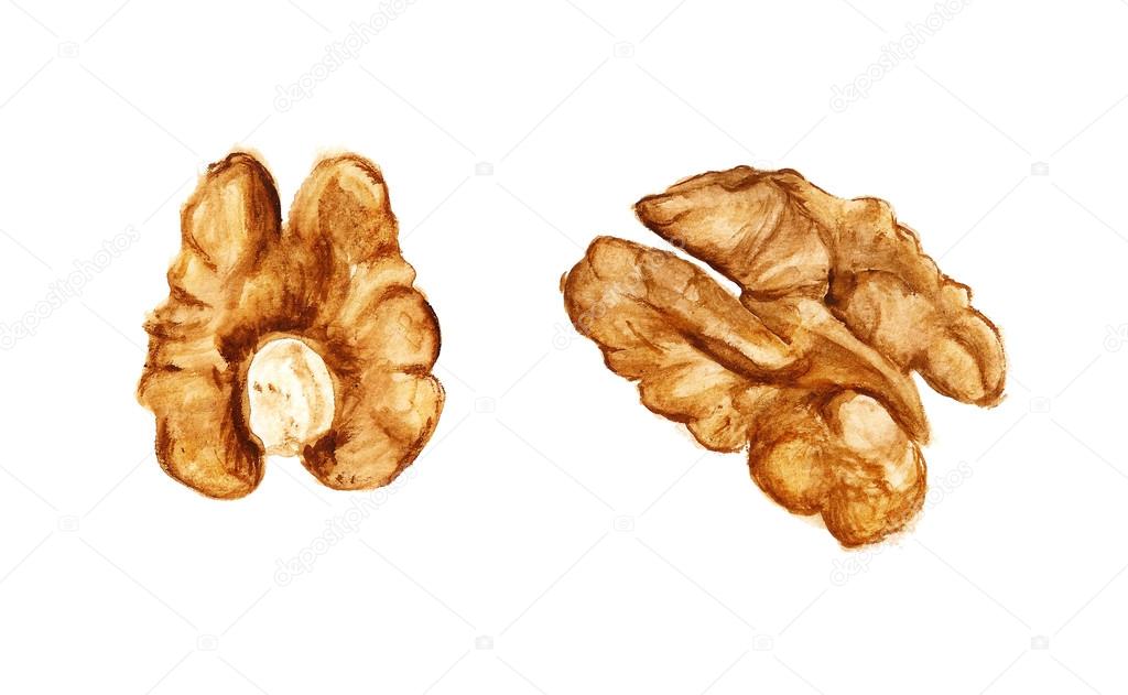 Two halves of walnut