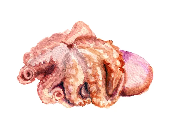 Mustekala — kuvapankkivalokuva