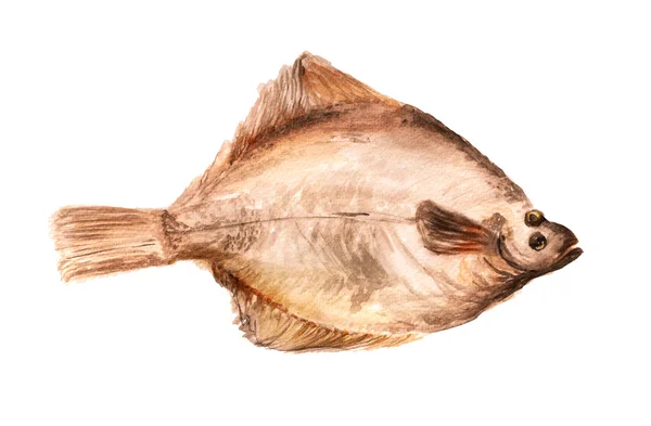 Flounder — Fotografie, imagine de stoc