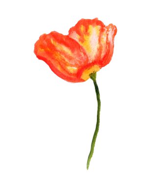 Kırmızı gelincik çiçeği