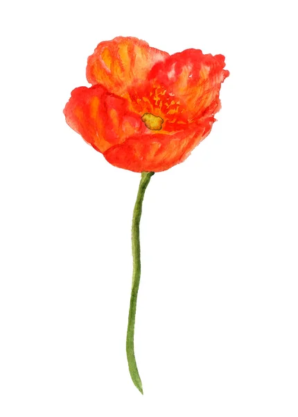 Orange poppy flower — Stock Photo, Image