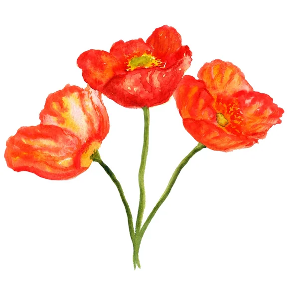Poppy flower bouquet — Stock Photo, Image