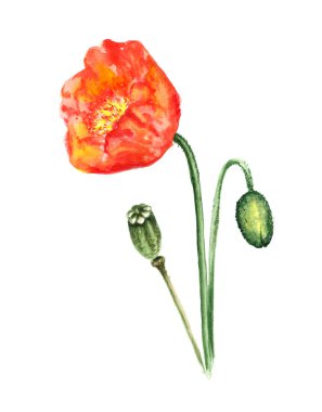 haşhaş çiçek ve bud