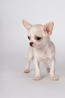 Küçük bir beyaz köpek yavrusu ayakta