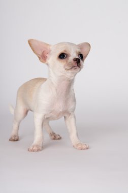 Küçük bir beyaz köpek yavrusu ayakta