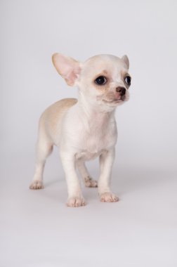 Küçük bir beyaz köpek yavrusu ayakta