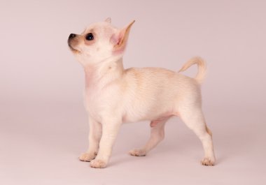 güzel chihuahua yavrusu