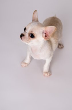 Güzel beyaz köpek Chihuahua dikkatli bakın