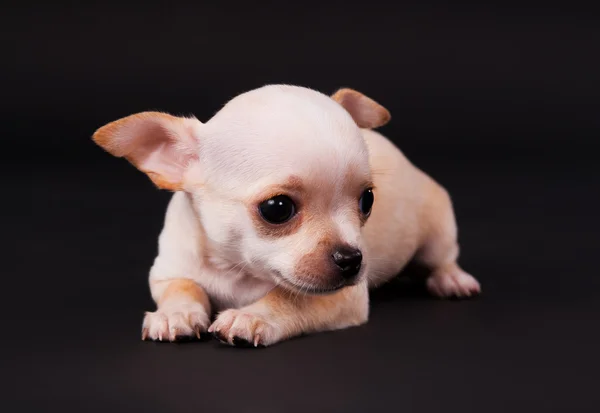 Yerde yatarken güzel Chihuahua köpek yavrusu çocuk — Stok fotoğraf