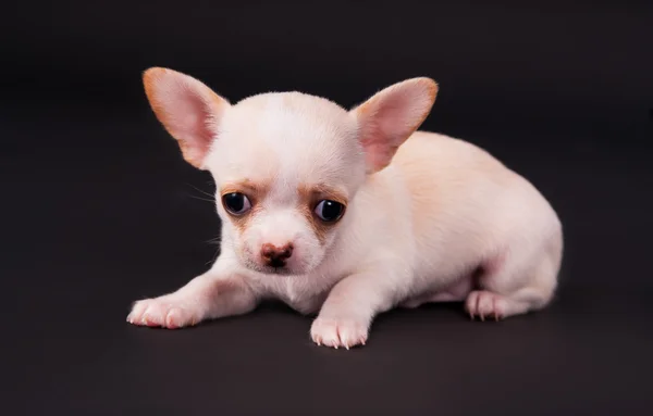 Yerde yatarken güzel Chihuahua köpek yavrusu çocuk — Stok fotoğraf