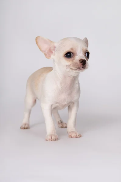 A little white puppy standing — Stock Photo, Image