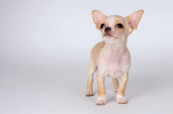 Beautiful puppy Chihuahua carefully look — Stock Photo, Image