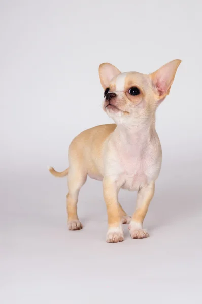 Beautiful white puppy Chihuahua carefully look — Stock Photo, Image