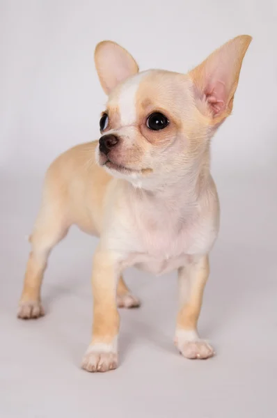 Hermoso cachorro blanco Chihuahua mirar cuidadosamente — Foto de Stock