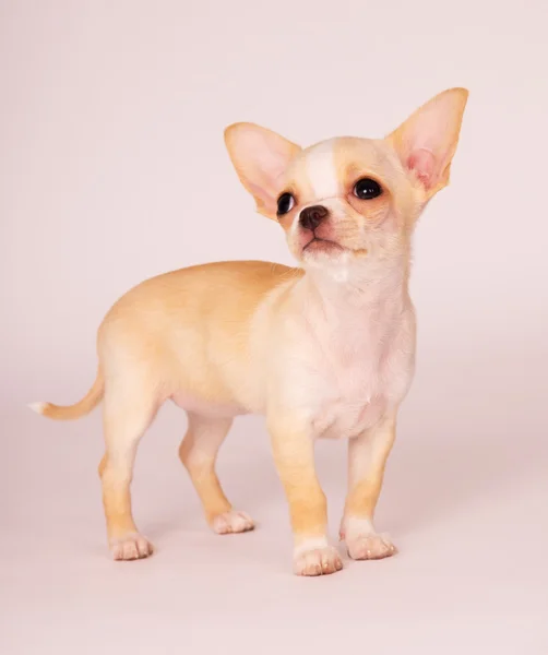 Beautiful puppy Chihuahua carefully look — Stock Photo, Image