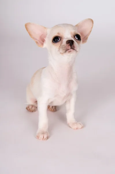 Schöne weiße Welpen chihuahua sorgfältig ansehen — Stockfoto