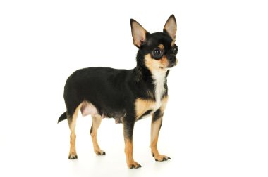 Yetişkin chihuahua köpek