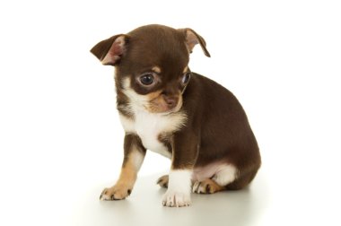 güzel kahverengi chihuahua köpek oturma izole