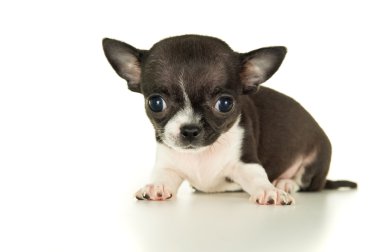 güzel chihuahua yavrusu