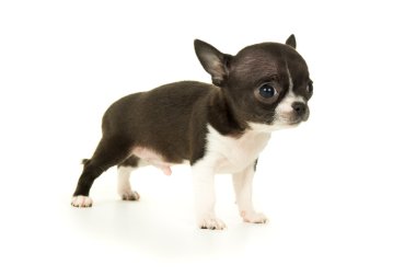 mooie kleine chihuahua pup geïsoleerd